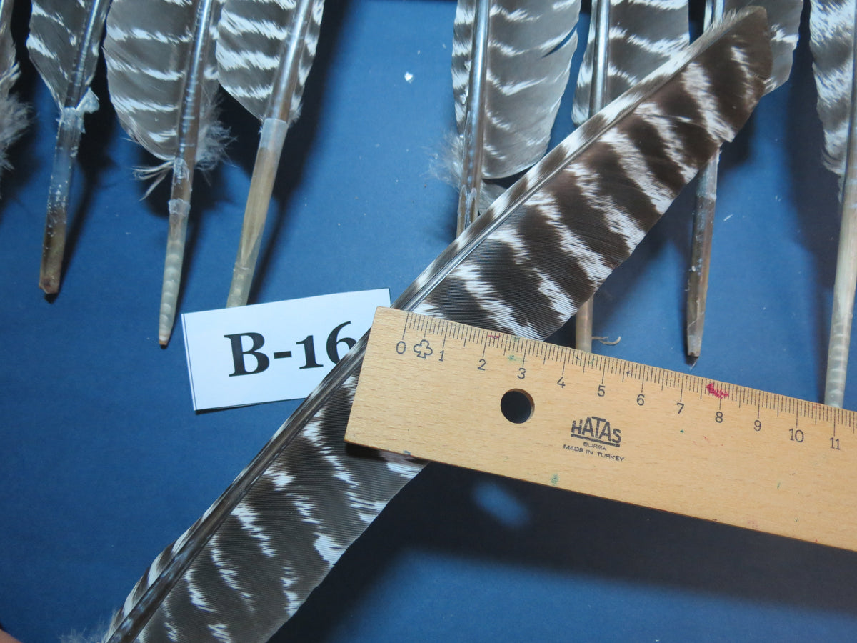 10 Pcs Barred Turkey Biot Wing Feathers, Fly Tying Materials,Long Feathers. (B-16)