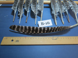 10 Pcs Barred Turkey Biot Wing Feathers, Fly Tying Materials,Long Feathers. (B-16)