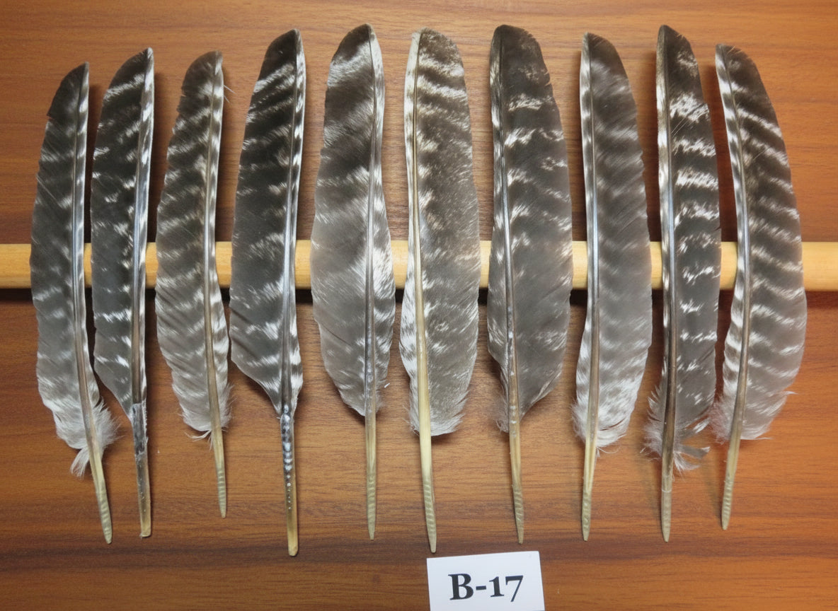 10 Pcs Barred Turkey Biot Wing Feathers, Fly Tying Materials,Long Feathers. (B-17)
