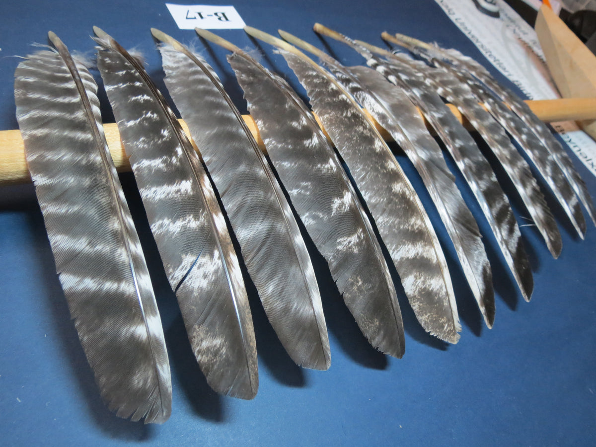 10 Pcs Barred Turkey Biot Wing Feathers, Fly Tying Materials,Long Feathers. (B-17)
