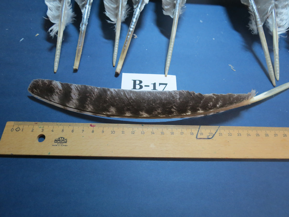 10 Pcs Barred Turkey Biot Wing Feathers, Fly Tying Materials,Long Feathers. (B-17)