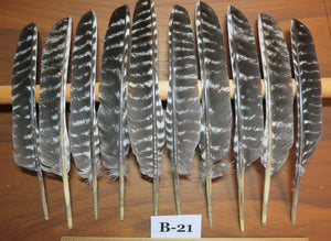 10 Pcs Barred Turkey Biot Wing Feathers, Fly Tying Materials,Long Feathers. (B-21)