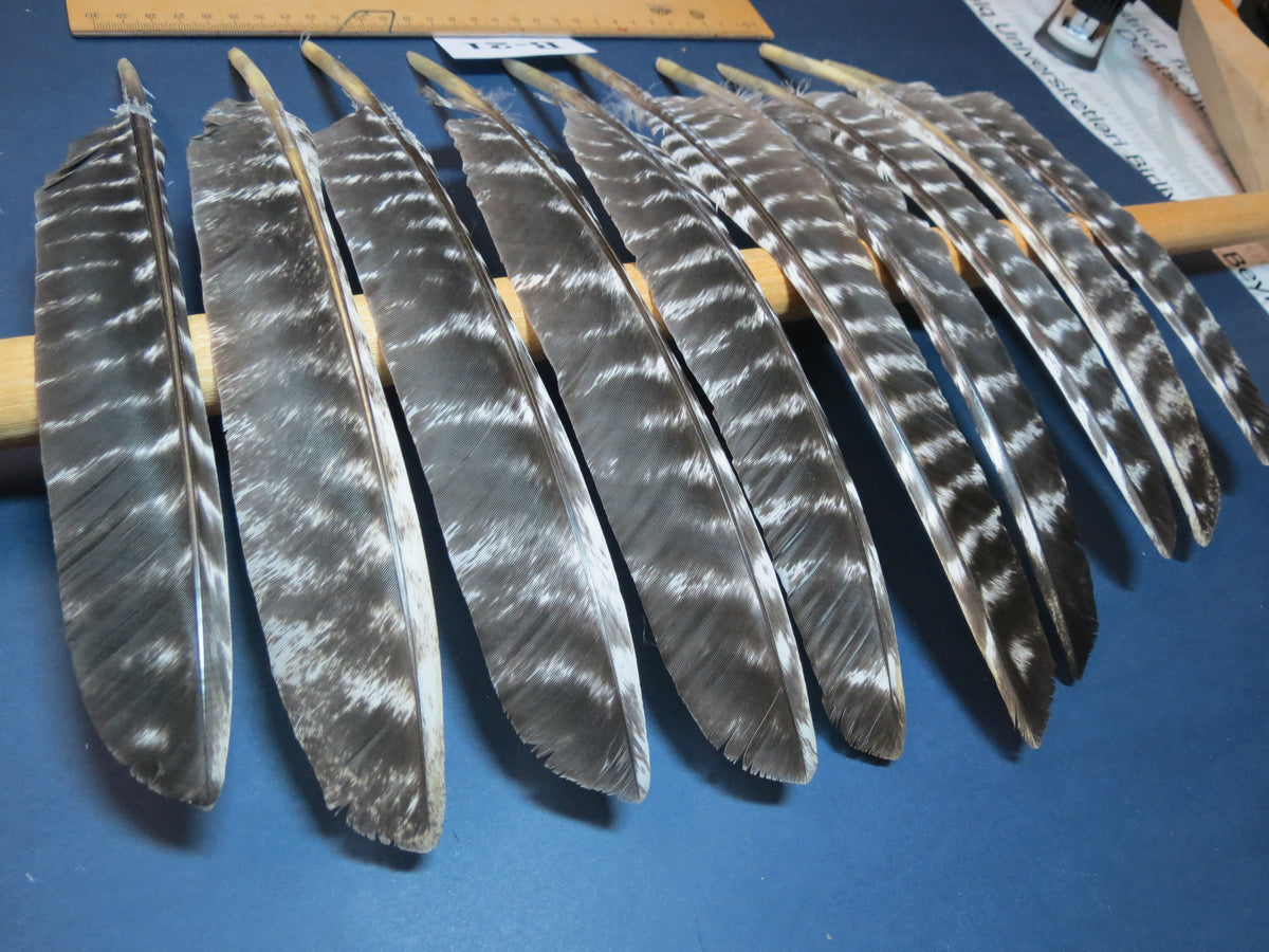 10 Pcs Barred Turkey Biot Wing Feathers, Fly Tying Materials,Long Feathers. (B-21)