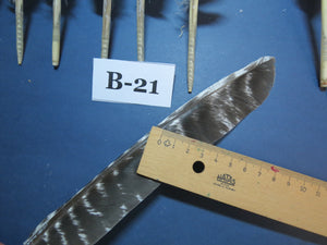 10 Pcs Barred Turkey Biot Wing Feathers, Fly Tying Materials,Long Feathers. (B-21)