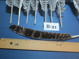 10 Pcs Barred Turkey Biot Wing Feathers, Fly Tying Materials,Long Feathers. (B-21)