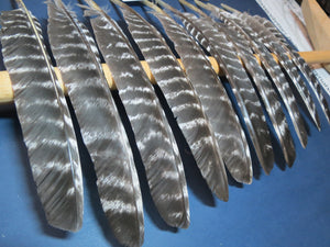 10 Pcs Barred Turkey Biot Wing Feathers, Fly Tying Materials,Long Feathers. (B-22)