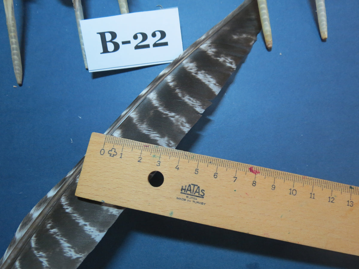 10 Pcs Barred Turkey Biot Wing Feathers, Fly Tying Materials,Long Feathers. (B-22)