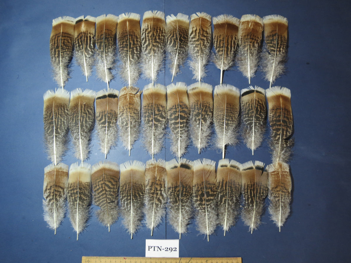 natural turkey feathers
