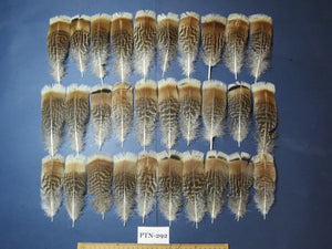 natural turkey feathers