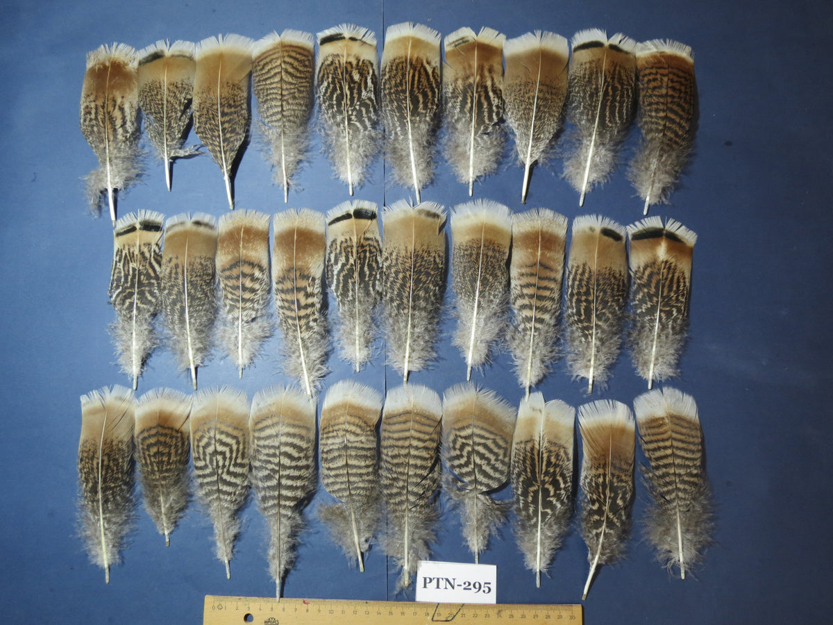 30 Pcs Turkey Pre-Tail Feathers, Fly Tying Material,Craft Feathers,Natural Turkey Feathers (PTN-295)