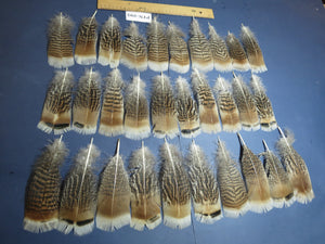 30 Pcs Turkey Pre-Tail Feathers, Fly Tying Material,Craft Feathers,Natural Turkey Feathers (PTN-295)