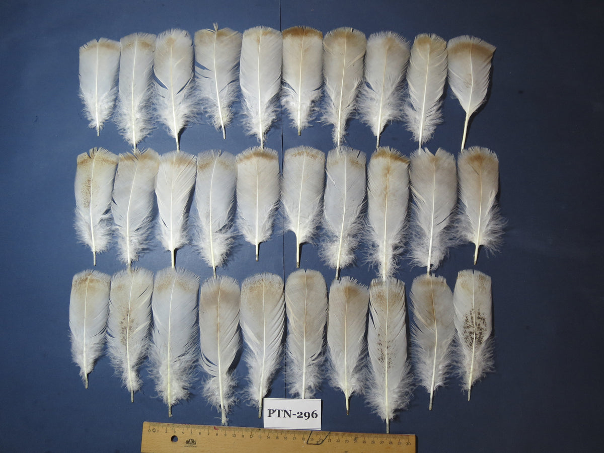 30 Pcs Turkey Pre-Tail Feathers, Fly Tying Material,Craft Feathers,Natural Turkey Feathers (PTN-296)