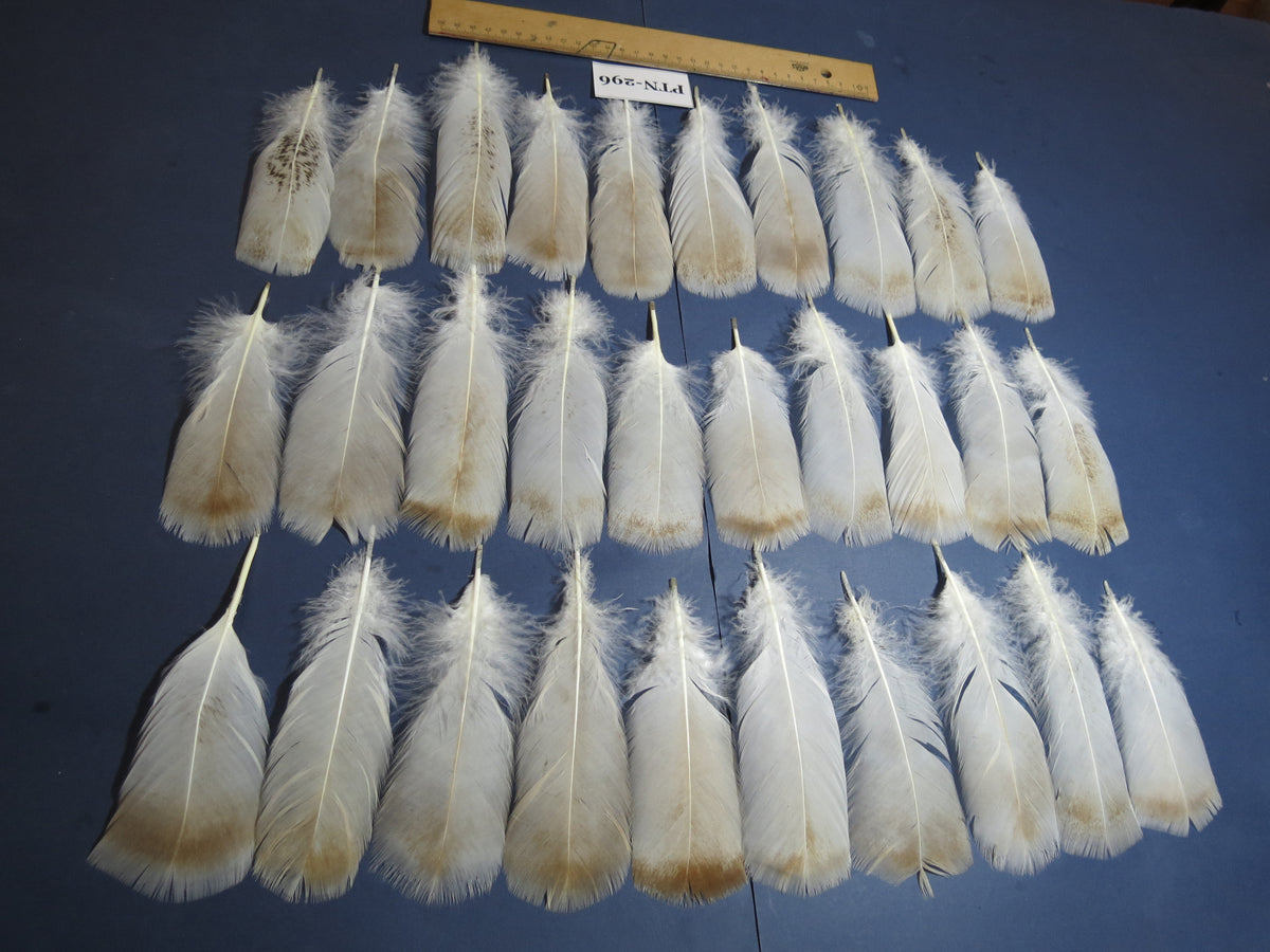 30 Pcs Turkey Pre-Tail Feathers, Fly Tying Material,Craft Feathers,Natural Turkey Feathers (PTN-296)