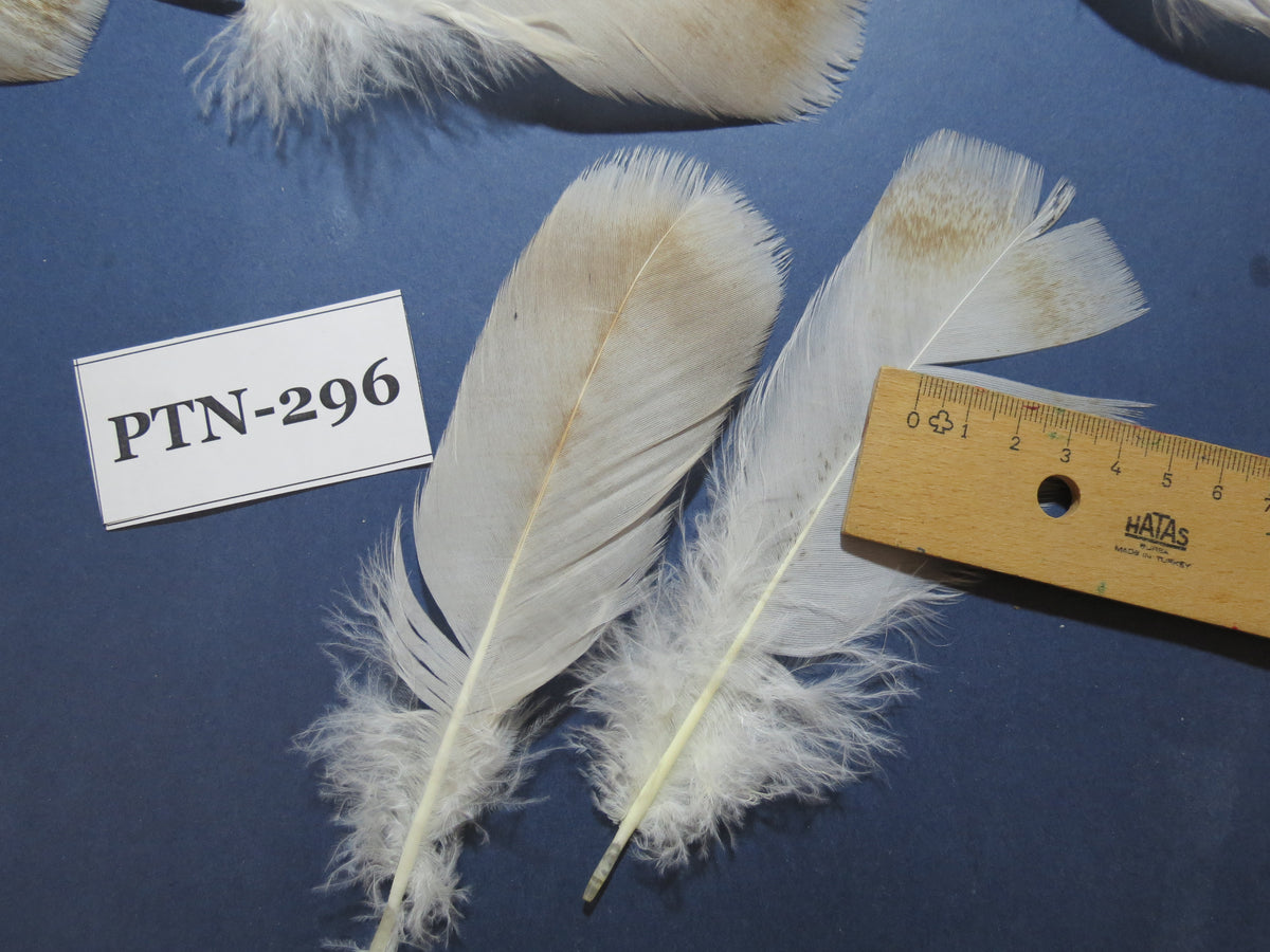 30 Pcs Turkey Pre-Tail Feathers, Fly Tying Material,Craft Feathers,Natural Turkey Feathers (PTN-296)