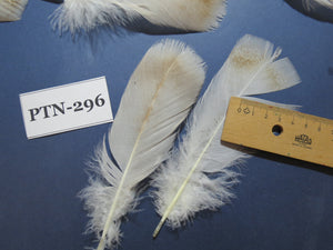 30 Pcs Turkey Pre-Tail Feathers, Fly Tying Material,Craft Feathers,Natural Turkey Feathers (PTN-296)