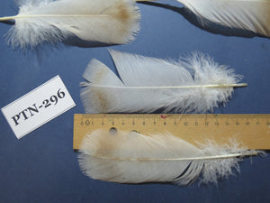 30 Pcs Turkey Pre-Tail Feathers, Fly Tying Material,Craft Feathers,Natural Turkey Feathers (PTN-296)