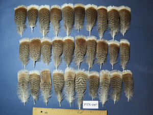 30 Pcs Turkey Pre-Tail Feathers, Fly Tying Material,Craft Feathers,Natural Turkey Feathers (PTN-297)