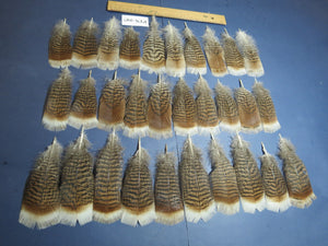 30 Pcs Turkey Pre-Tail Feathers, Fly Tying Material,Craft Feathers,Natural Turkey Feathers (PTN-297)