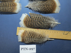 30 Pcs Turkey Pre-Tail Feathers, Fly Tying Material,Craft Feathers,Natural Turkey Feathers (PTN-297)