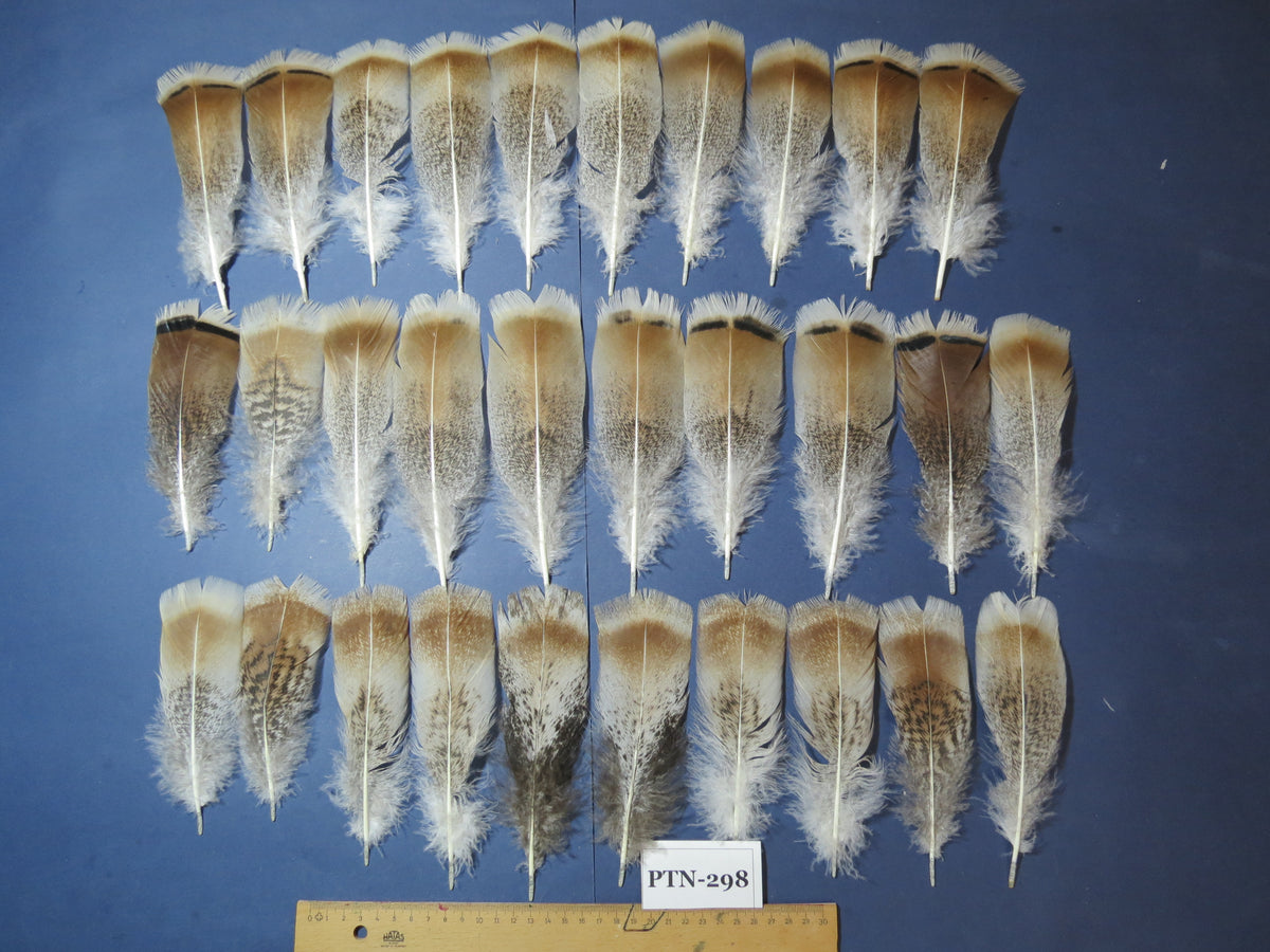 30 Pcs Turkey Pre-Tail Feathers, Fly Tying Material,Craft Feathers,Natural Turkey Feathers (PTN-298)