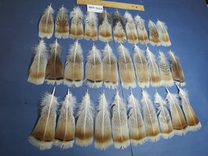 30 Pcs Turkey Pre-Tail Feathers, Fly Tying Material,Craft Feathers,Natural Turkey Feathers (PTN-298)