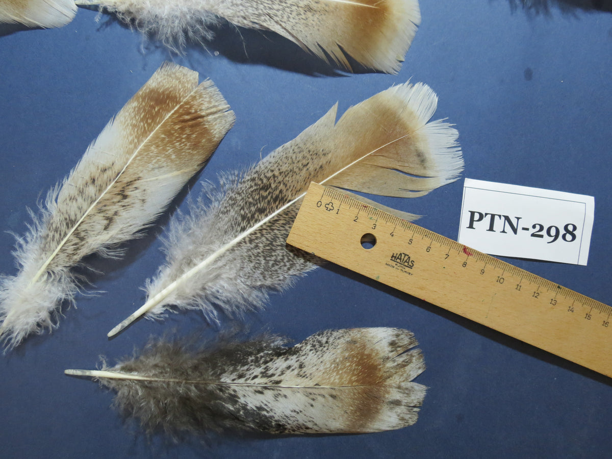 30 Pcs Turkey Pre-Tail Feathers, Fly Tying Material,Craft Feathers,Natural Turkey Feathers (PTN-298)