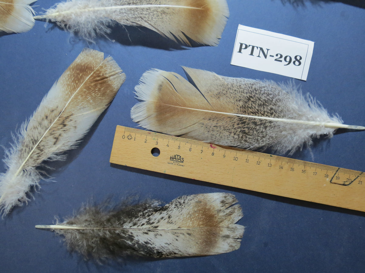 30 Pcs Turkey Pre-Tail Feathers, Fly Tying Material,Craft Feathers,Natural Turkey Feathers (PTN-298)