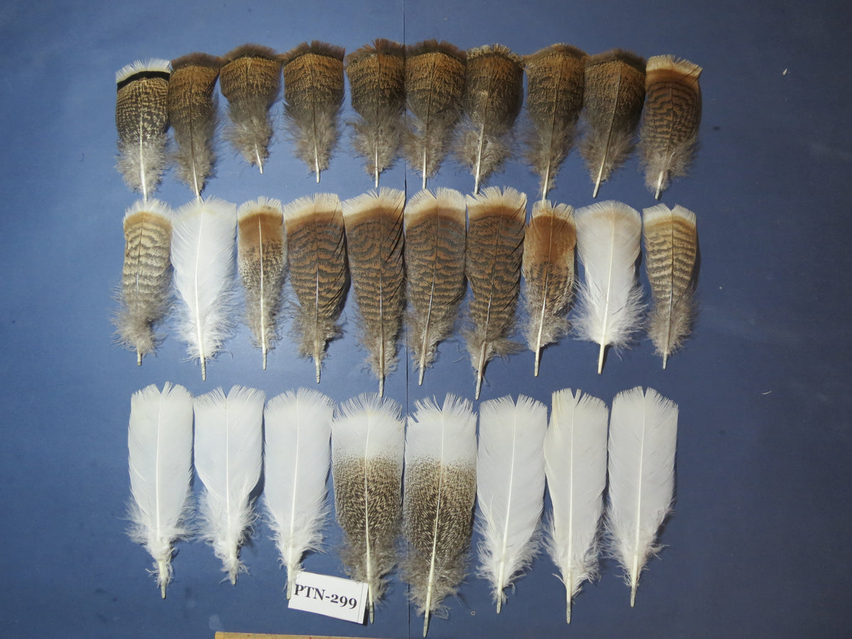 30 Pcs Turkey Pre-Tail Feathers, Fly Tying Material,Craft Feathers,Natural Turkey Feathers (PTN-299)