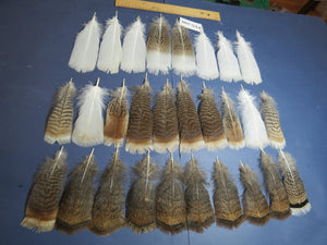 30 Pcs Turkey Pre-Tail Feathers, Fly Tying Material,Craft Feathers,Natural Turkey Feathers (PTN-299)