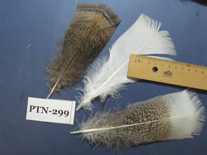 30 Pcs Turkey Pre-Tail Feathers, Fly Tying Material,Craft Feathers,Natural Turkey Feathers (PTN-299)