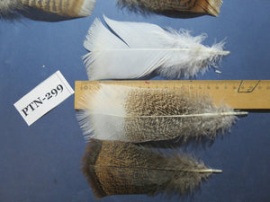 30 Pcs Turkey Pre-Tail Feathers, Fly Tying Material,Craft Feathers,Natural Turkey Feathers (PTN-299)