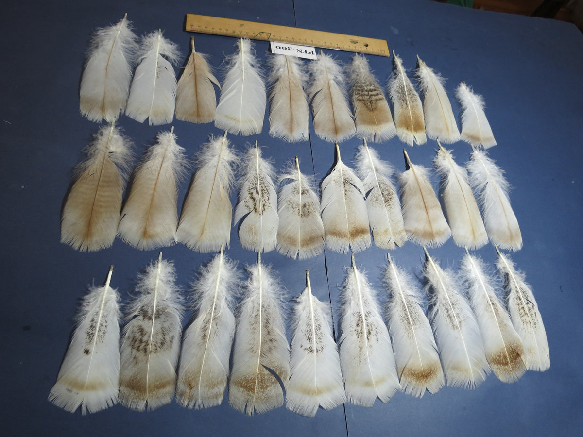 30 Pcs Turkey Pre-Tail Feathers, Fly Tying Material,Craft Feathers,Natural Turkey Feathers (PTN-300)