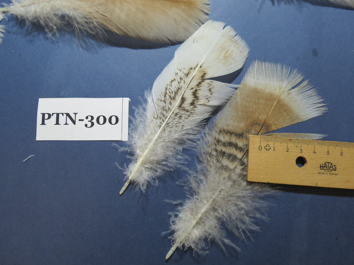 30 Pcs Turkey Pre-Tail Feathers, Fly Tying Material,Craft Feathers,Natural Turkey Feathers (PTN-300)