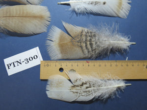 30 Pcs Turkey Pre-Tail Feathers, Fly Tying Material,Craft Feathers,Natural Turkey Feathers (PTN-300)