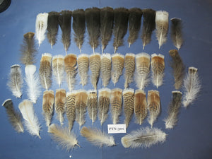 30 Pcs Turkey Pre-Tail Feathers, Fly Tying Material,Craft Feathers,Natural Turkey Feathers (PTN-301)