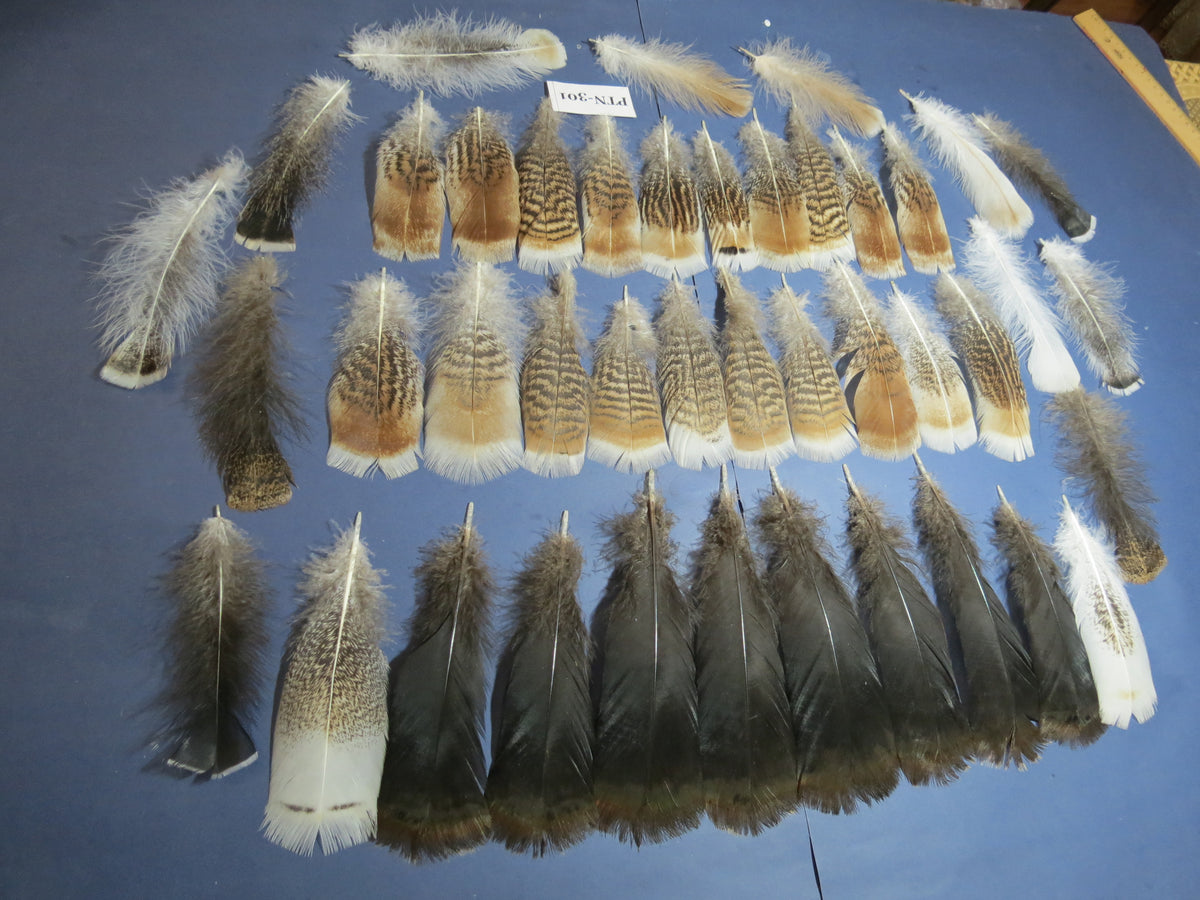 30 Pcs Turkey Pre-Tail Feathers, Fly Tying Material,Craft Feathers,Natural Turkey Feathers (PTN-301)