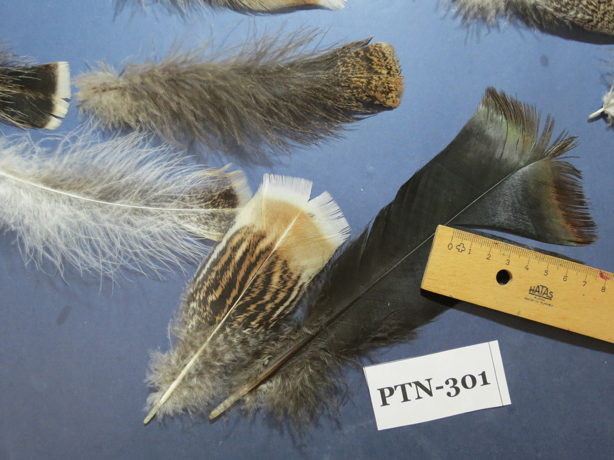 30 Pcs Turkey Pre-Tail Feathers, Fly Tying Material,Craft Feathers,Natural Turkey Feathers (PTN-301)