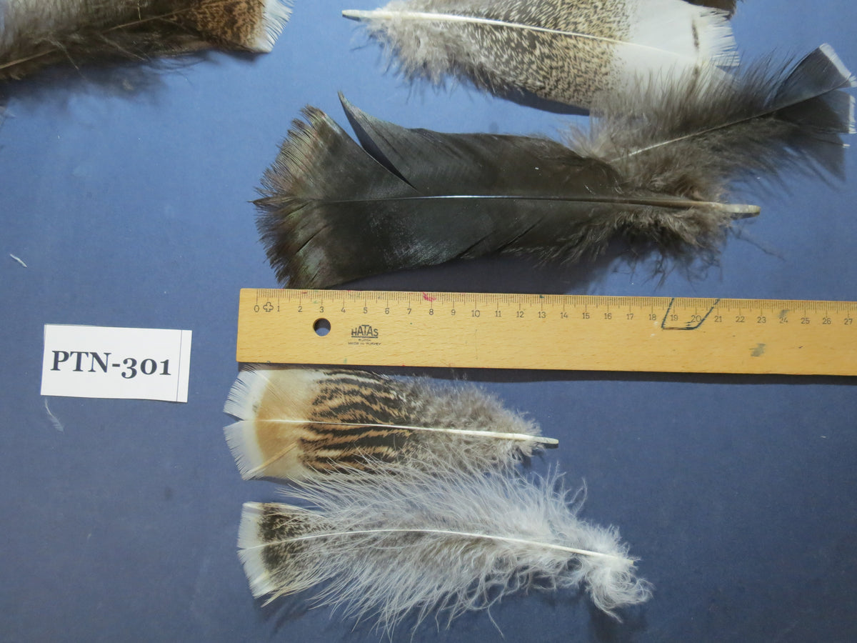 30 Pcs Turkey Pre-Tail Feathers, Fly Tying Material,Craft Feathers,Natural Turkey Feathers (PTN-301)