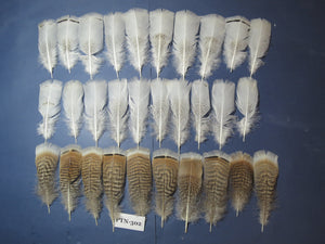 30 Pcs Turkey Pre-Tail Feathers, Fly Tying Material,Craft Feathers,Natural Turkey Feathers (PTN-302)