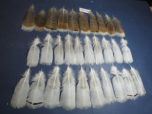 30 Pcs Turkey Pre-Tail Feathers, Fly Tying Material,Craft Feathers,Natural Turkey Feathers (PTN-302)
