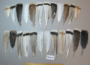 24 Pcs Natural Turkey Tail Feathers, Fly Tying Materials, Genuine Feathers (MIX-47)