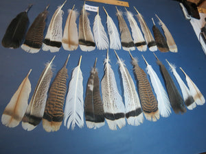 24 Pcs Natural Turkey Tail Feathers, Fly Tying Materials, Genuine Feathers (MIX-47)