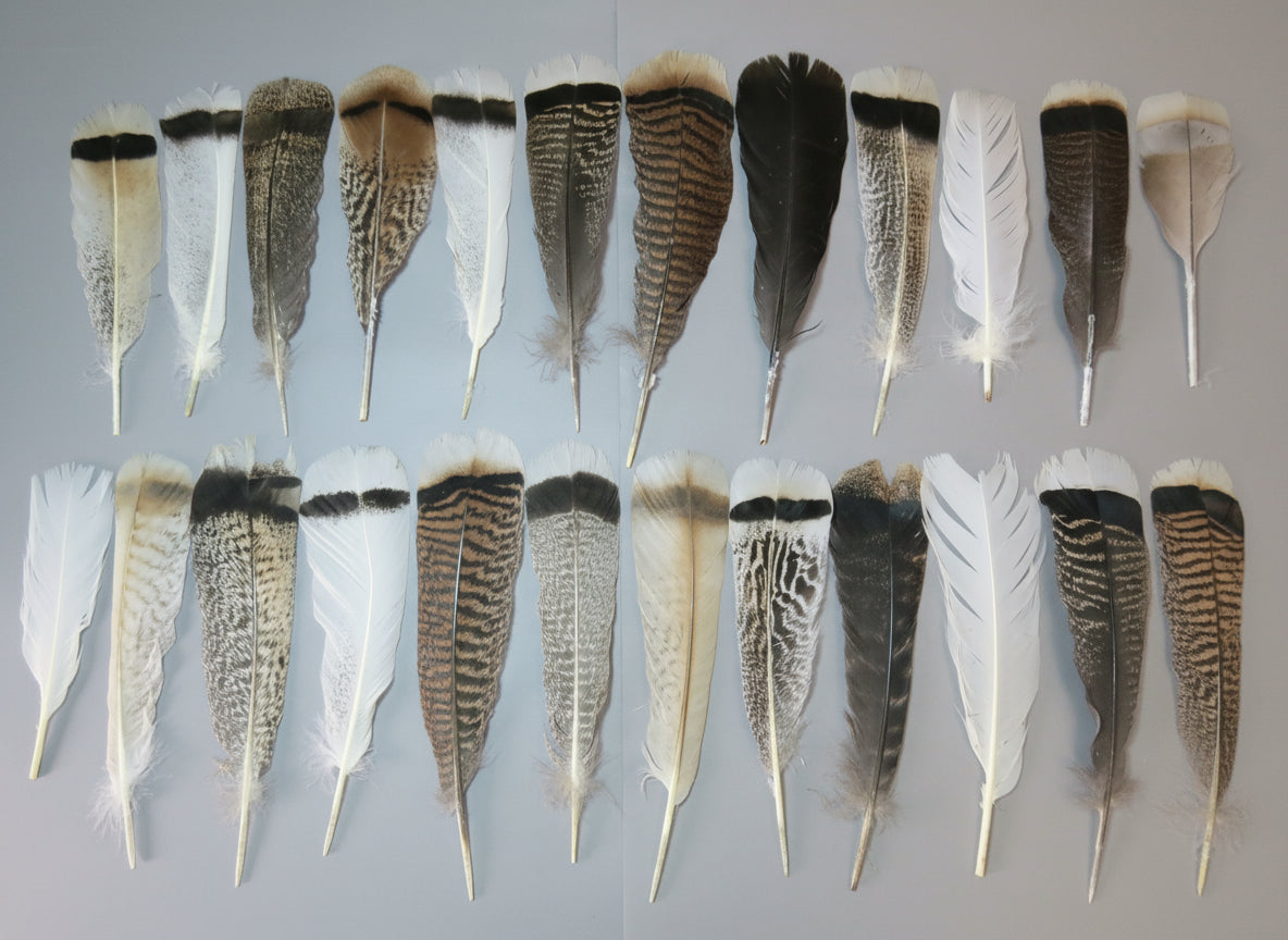 24 Pcs Natural Turkey Tail Feathers, Fly Tying Materials, Genuine Feathers (MIX-49)
