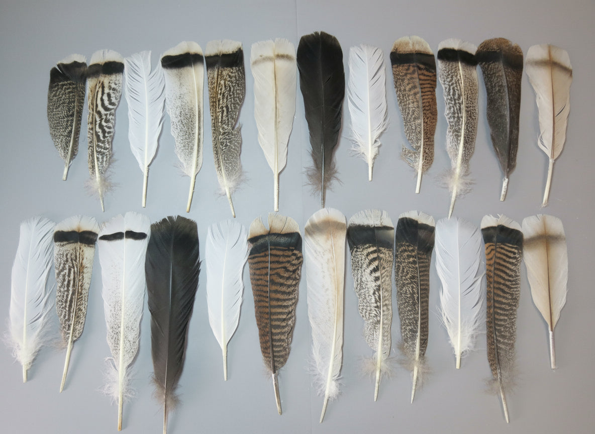 24 Pcs Natural Turkey Tail Feathers, Fly Tying Materials, Genuine Feathers (MIX-50)