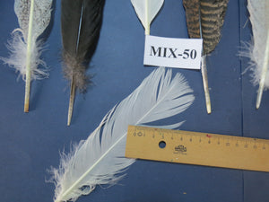 24 Pcs Natural Turkey Tail Feathers, Fly Tying Materials, Genuine Feathers (MIX-50)