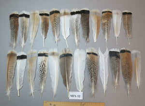24 Pcs Natural Turkey Tail Feathers, Fly Tying Materials, Genuine Feathers (MIX-52)