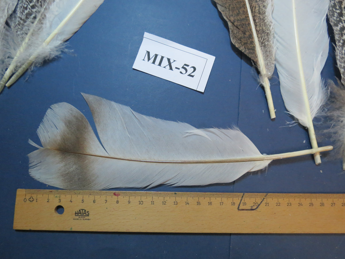 24 Pcs Natural Turkey Tail Feathers, Fly Tying Materials, Genuine Feathers (MIX-52)