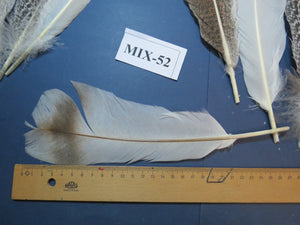 24 Pcs Natural Turkey Tail Feathers, Fly Tying Materials, Genuine Feathers (MIX-52)