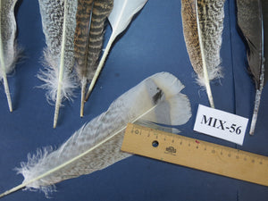 24 Pcs Natural Turkey Tail Feathers, Fly Tying Materials, Genuine Feathers (MIX-56)