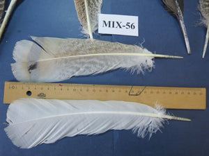 24 Pcs Natural Turkey Tail Feathers, Fly Tying Materials, Genuine Feathers (MIX-56)